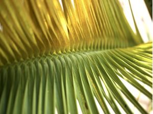 PALM LEAF OF BRAZIL 8