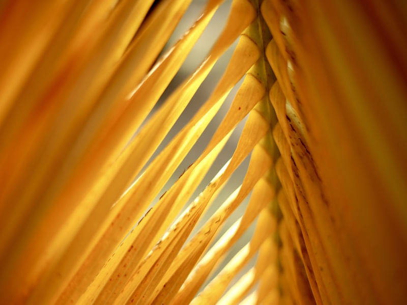 PALM LEAF OF BRAZIL 6