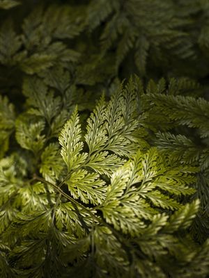 LUZ DE FLORESTA