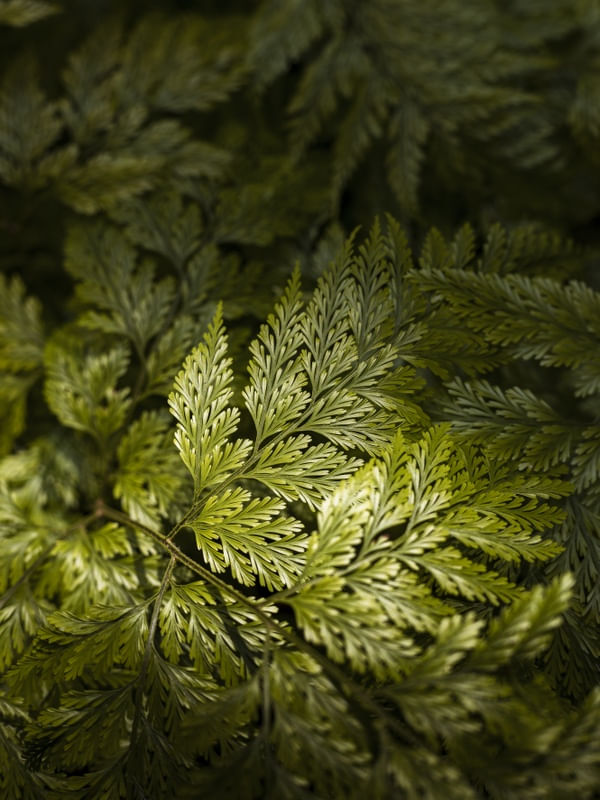 LUZ DE FLORESTA
