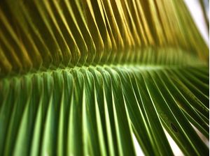 PALM LEAF OF BRAZIL 1