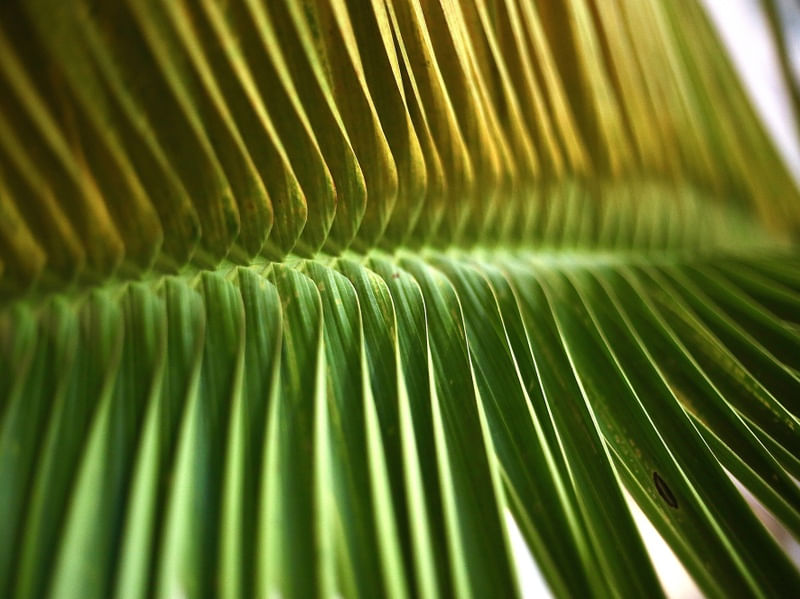 PALM LEAF OF BRAZIL 1
