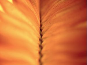 PALM LEAF OF BRAZIL 9