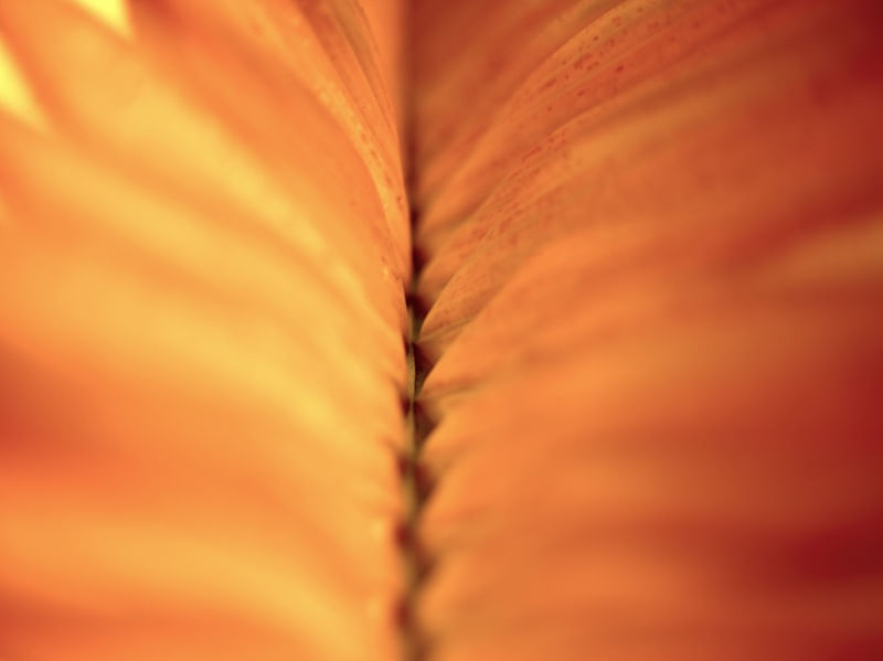 PALM LEAF OF BRAZIL 9