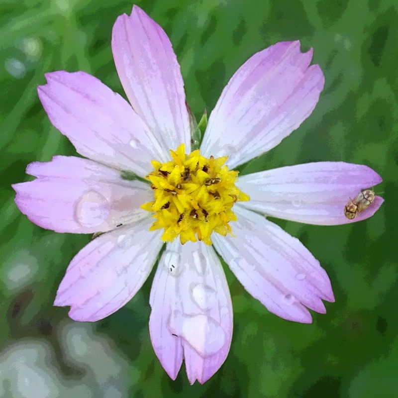 UM FLOR, DOIS INSETOS.