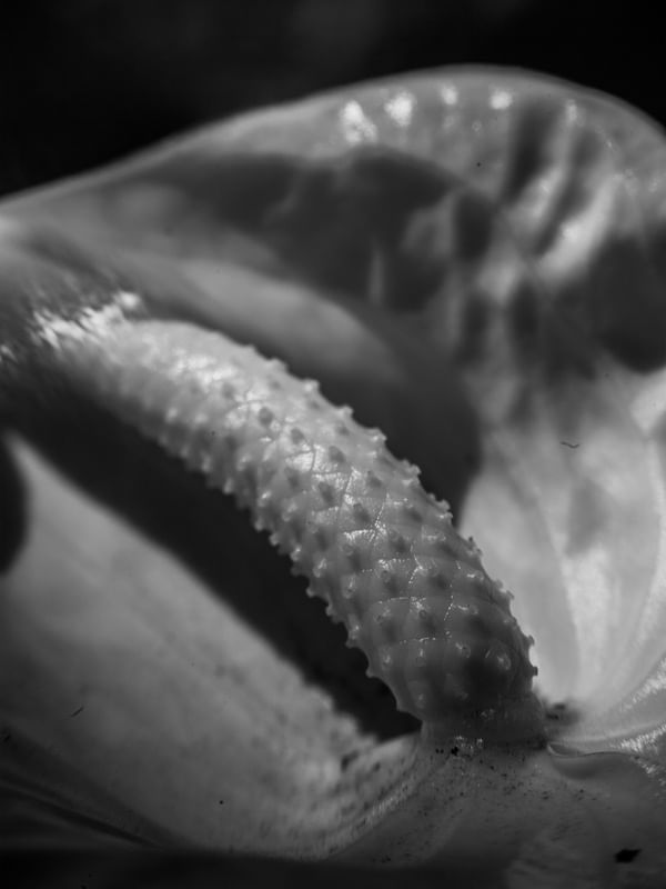 FLOR DE FLAMENCO