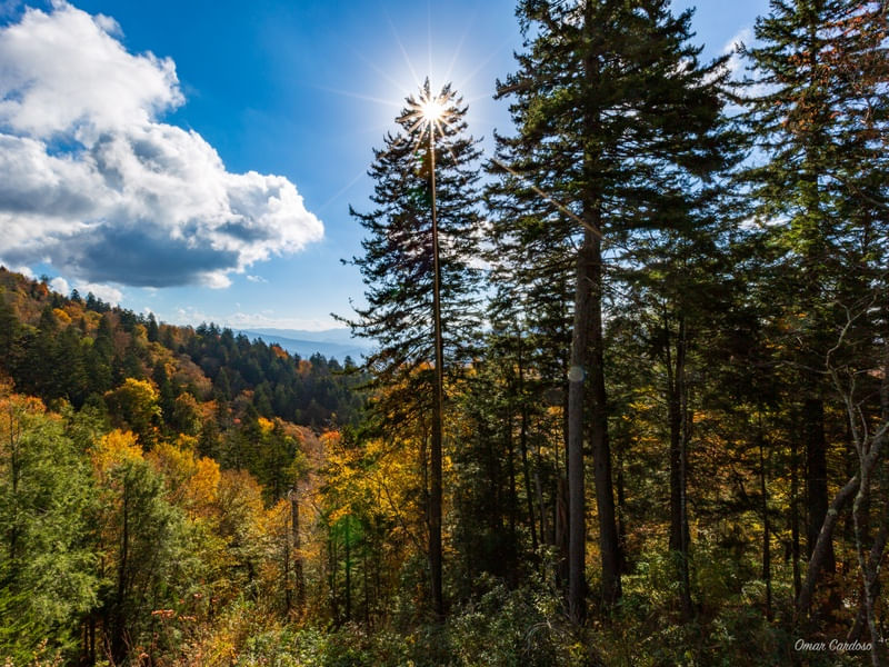 PINHEIRO COM SOL EM SMOKY MOUNTAINS