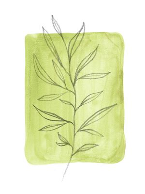 OLIVE GREEN LEAF