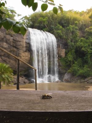 PEQUENA ABELHA NA NATUREZA