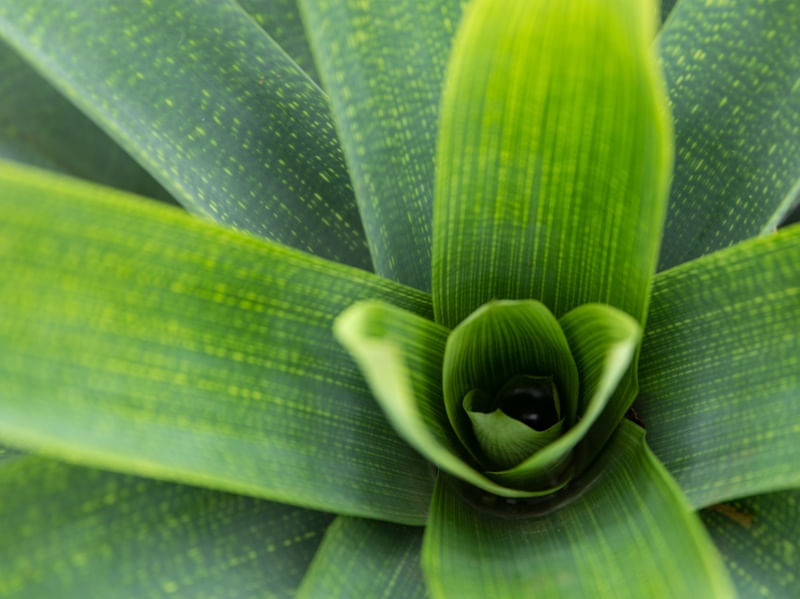 PLANTA ESPIRAL I