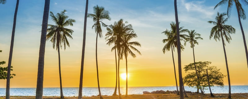 PARADISE ART