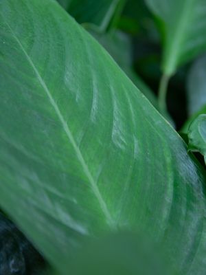FOLK LEAVES IIA