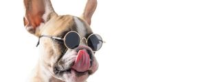 ESTILO PUG