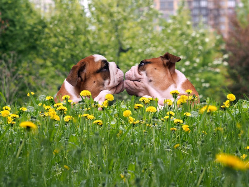 CASAL DE PUG