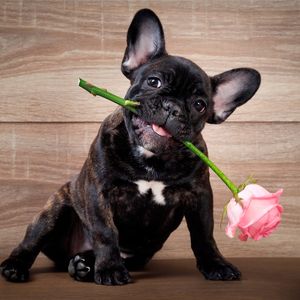 PUG ROMANTICO