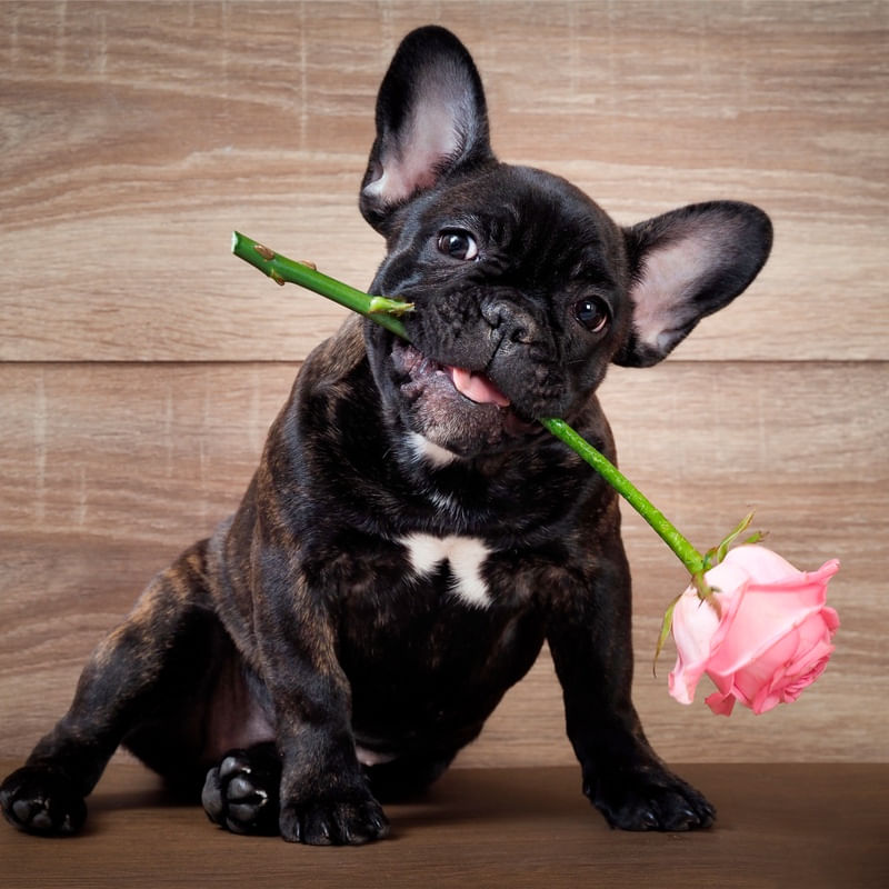 PUG ROMANTICO