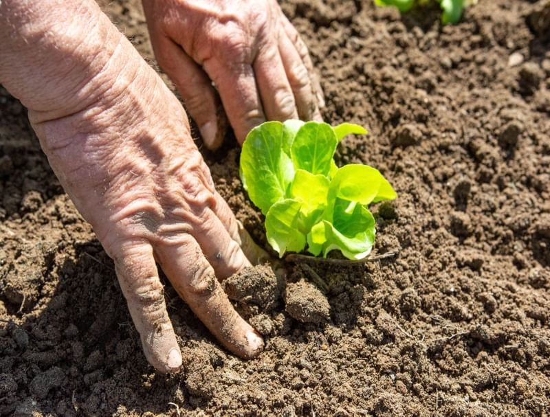 AGRICULTURA