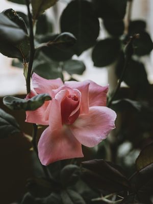 FROM MOM'S GARDEN
