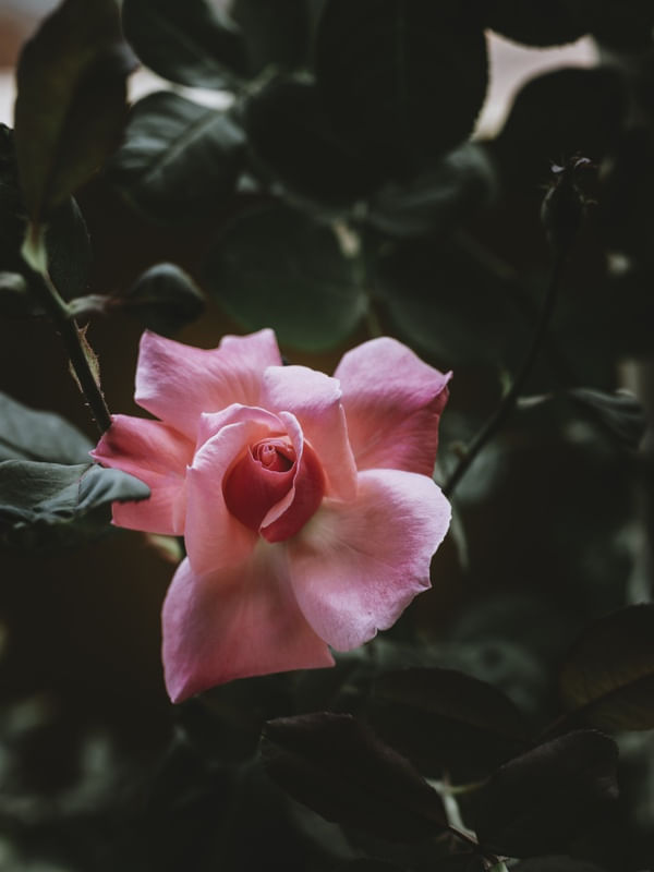 MOM'S GARDEN