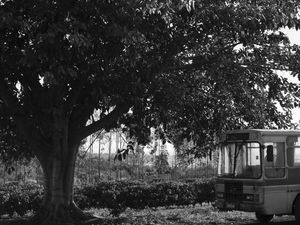 A ARVORE E O ONIBUS RURAL