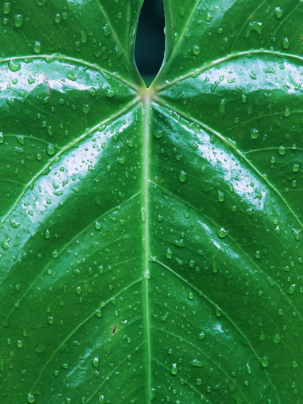 RJ - GOTAS NA FOLHA