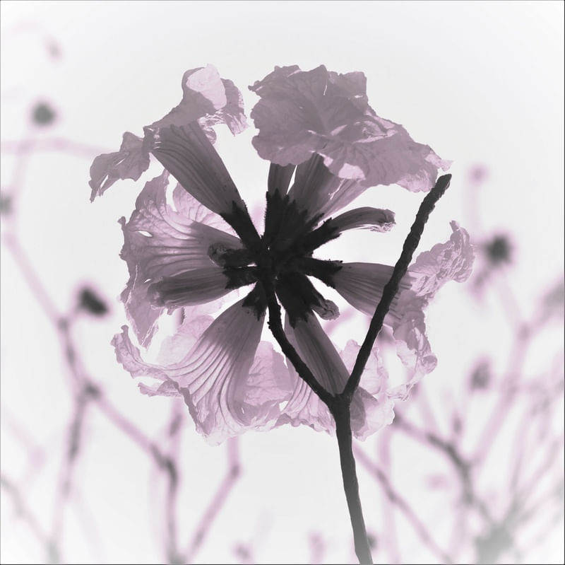 RJ - FLOR DE IPÊ