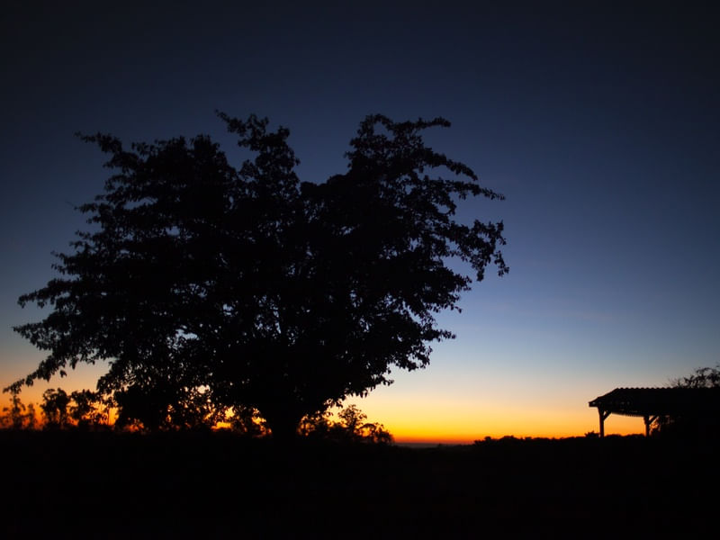 A ÁRVORE AO AMANHECER