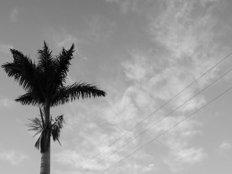 O COQUEIROS E AS NUVENS