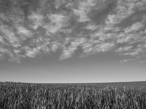 PLANTAÇÃO DE TRIGO E AS NUVENS