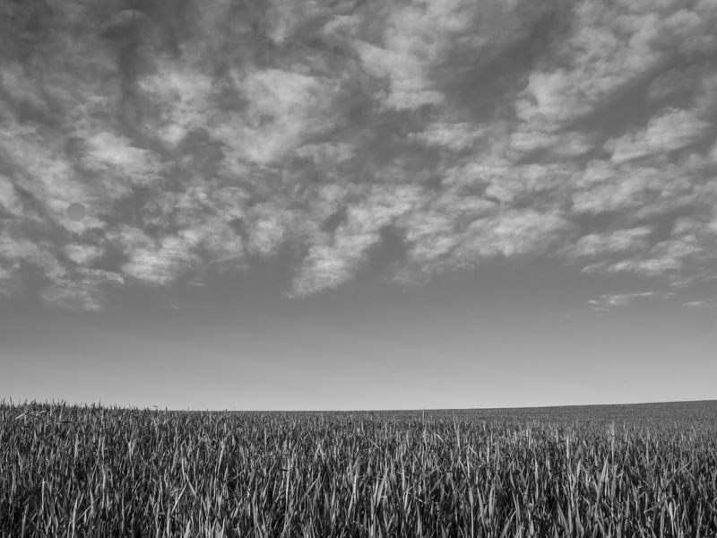 PLANTAÇÃO DE TRIGO E AS NUVENS
