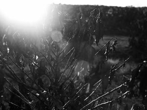 O BRILHO DO SOL SOBRE O CAFEZAL ATINGIDO PELA GEADA