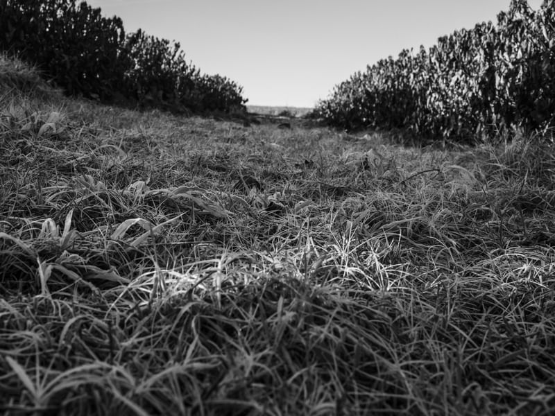 A GEADA NO CAMPO