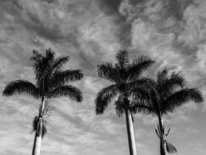 AS PALMEIRAS E AS NUVENS