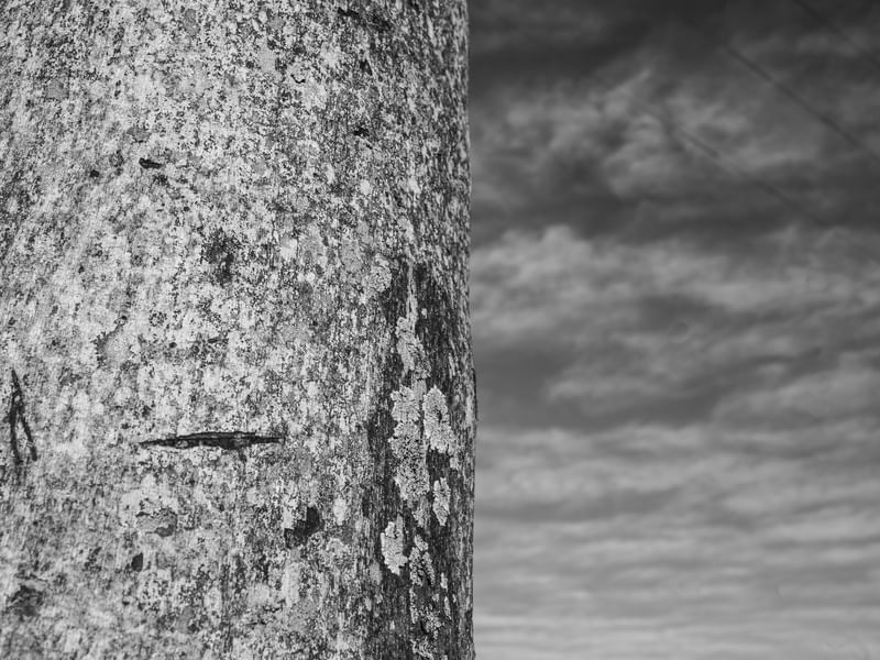 A TEXTURA DO TRONCO