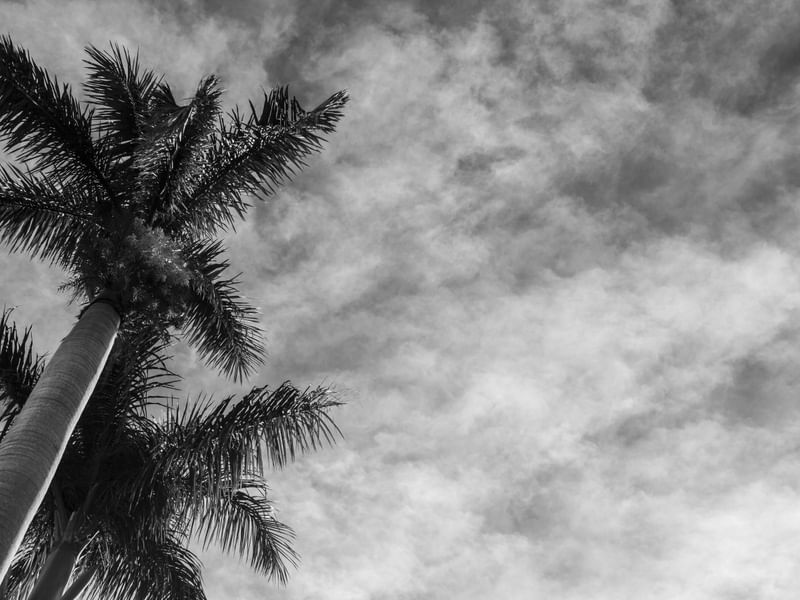 OS COQUEIROS E AS NUVENS PB