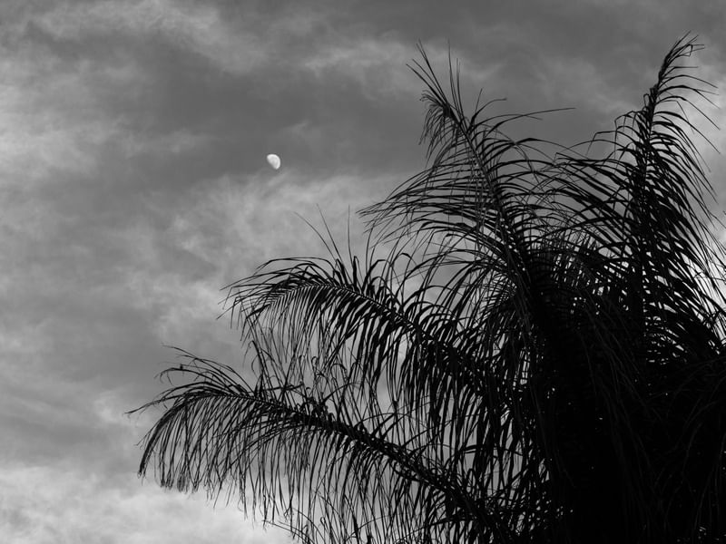 A FOLHAGEM DO COQUEIRO E A LUA PB