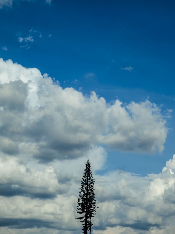 O PINHEIRO E AS NUVENS NO CÉU