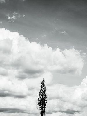AS NUVENS E O PINHEIRO