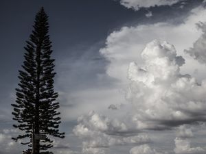 A SILHUETA DO PINHEIRO E O CEU AZUL E BRANCO