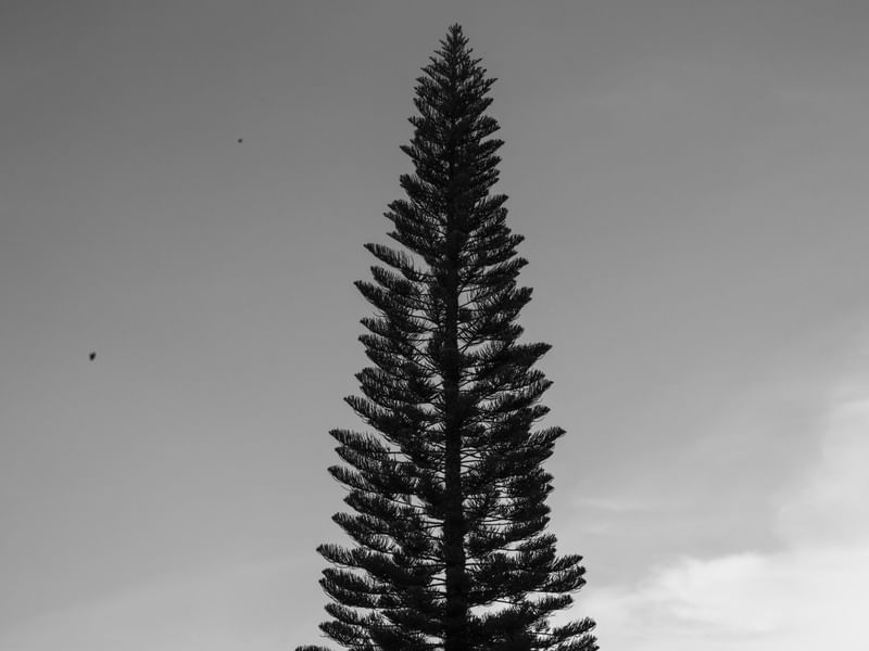 O PINHEIRO PB I