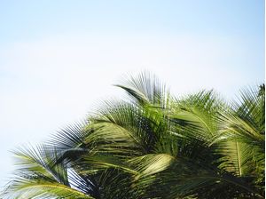 PARTES DE UM COQUEIRO II
