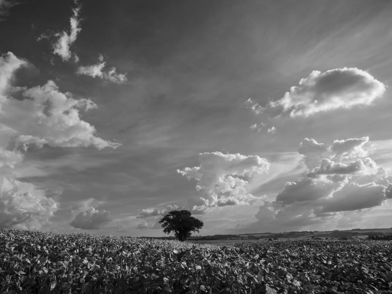 PAISAGEM RURAL PB II
