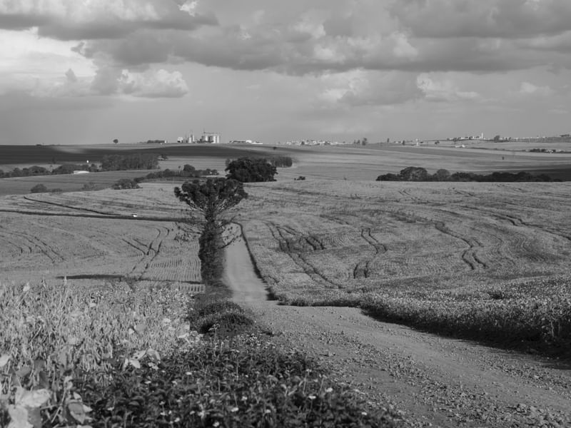 O CAMPO