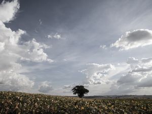 O CAMPO I