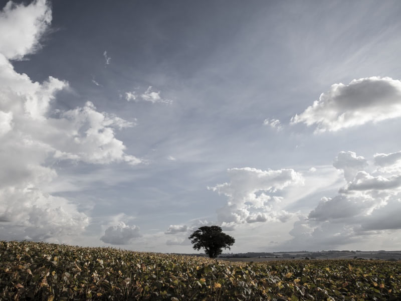 O CAMPO I