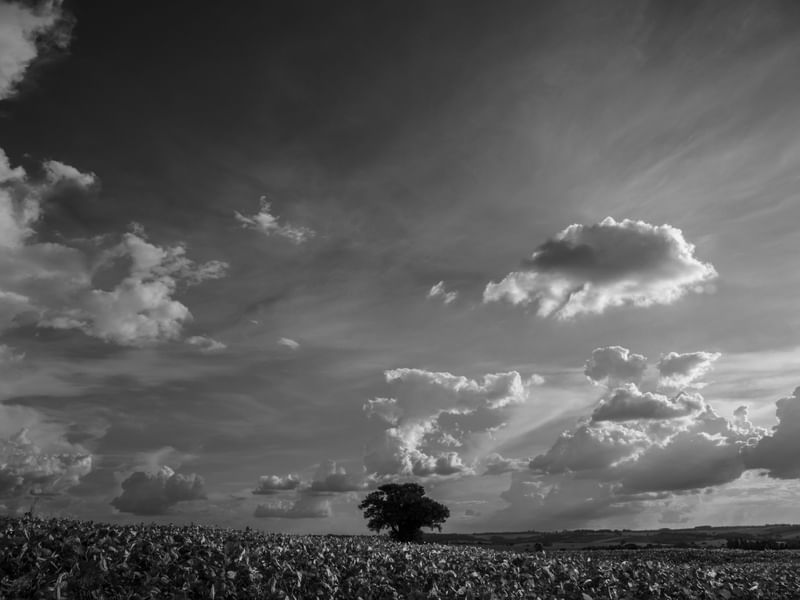 A PAISAGEM DO CAMPO PB