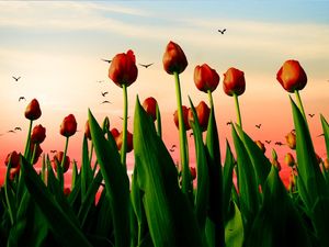 TULIPAS NO POR DO SOL