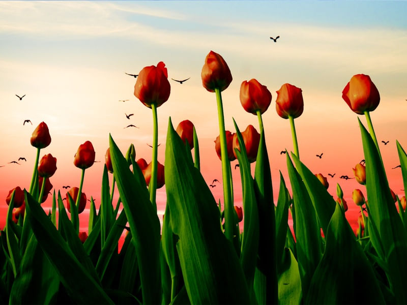 TULIPAS NO POR DO SOL
