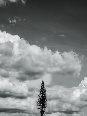 O PINHEIRO SOLITÁRIO E O CEU