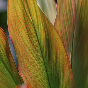 FOLHAS TROPICAIS IV
